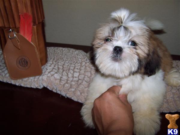 Shih+tzu+puppies+for+adoption+in+california