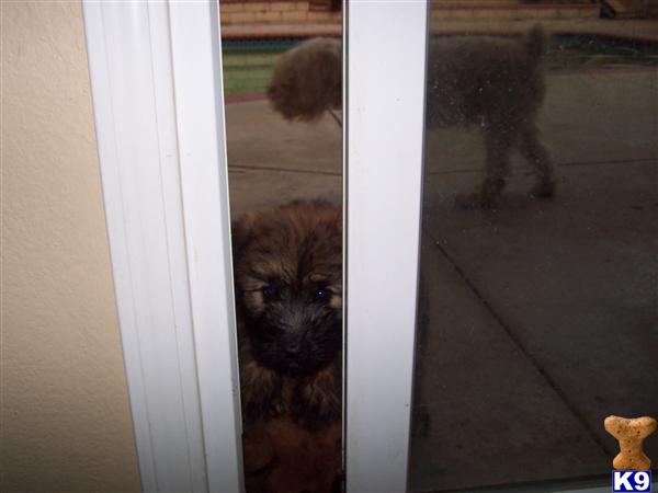 Soft Coated Wheaten Terrier Puppies