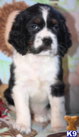 English Springer Spaniel Puppies