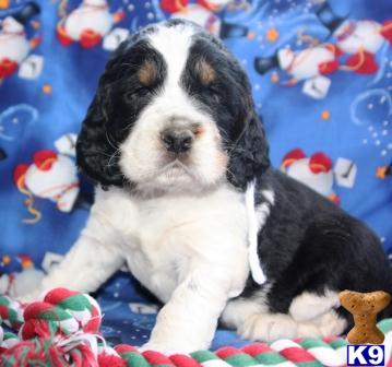 English Springer Spaniel Puppies