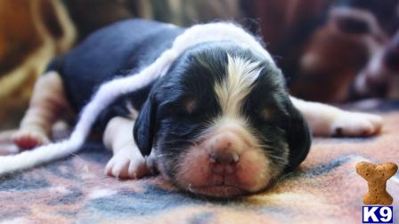 English Springer Spaniel Puppies in WI