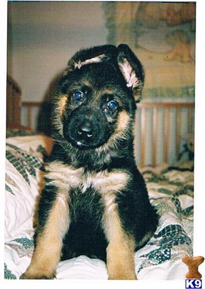 Puppies in WA