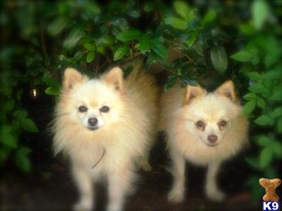 Pomeranian Puppies in TX