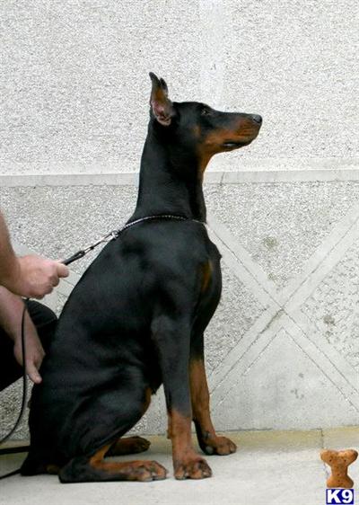 Dogs for Sale in CA