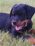 Rottweiler