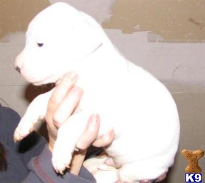 American Bulldog Puppies for Sale
