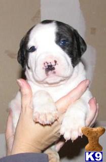 American Bulldog Puppies for Sale