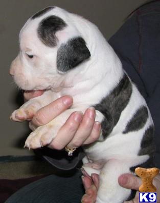 American Bulldog Puppies for Sale