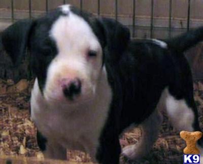 American Bulldog Puppies for Sale