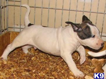 American Bulldog Puppies for Sale