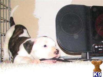 American Bulldog Puppies for Sale