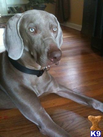 Stud Dogs - Weimaraner