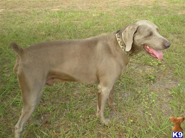 Stud Dogs - Weimaraner