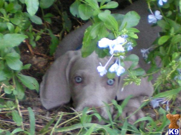 Weimaraner Puppies