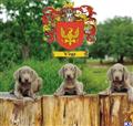 Weimaraner