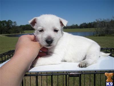 West Highland White Terrier Puppies for Sale
