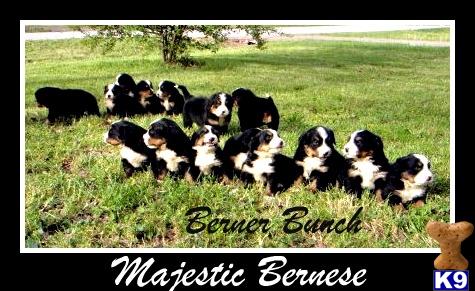 Puppies in Hesperia