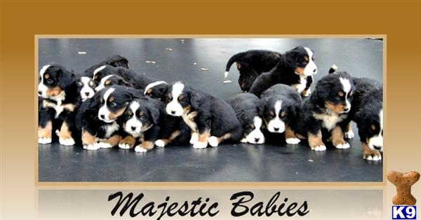 Puppies in Hesperia