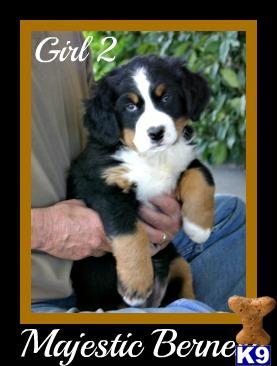 Puppies in Hesperia