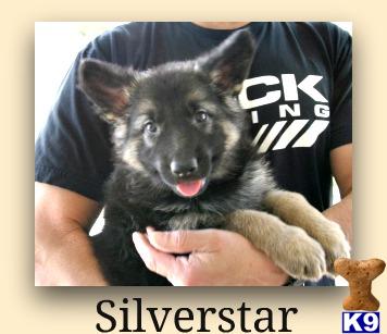 Puppies in Hesperia