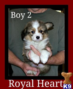 Puppies in Hesperia