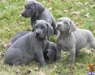 Weimaraner Puppies for Sale