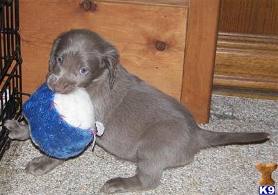 Weimaraner Puppies for Sale