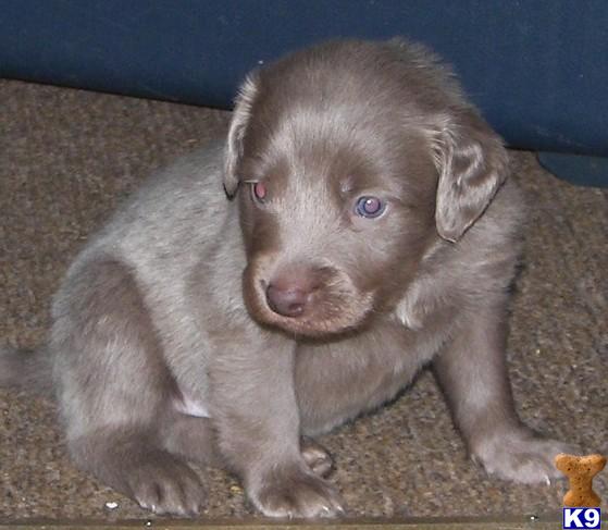 Weimaraner Puppies