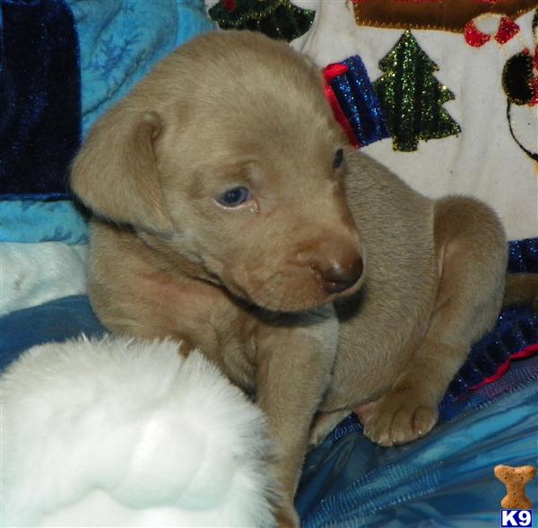 Puppies in WI