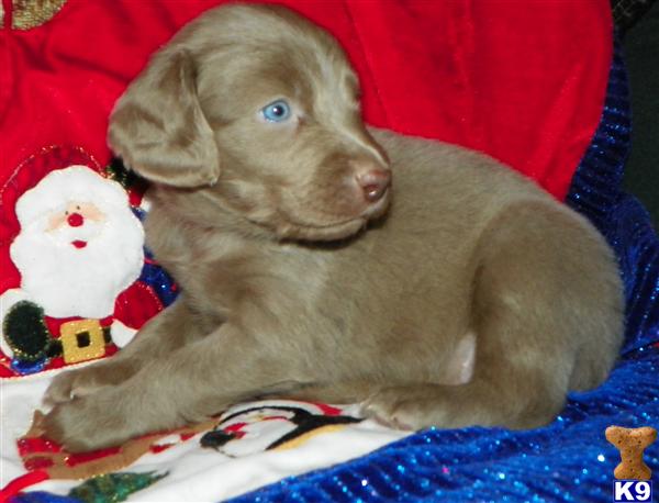 Weimaraner Puppies