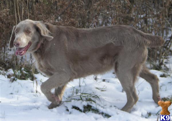 Dogs for Sale in WI