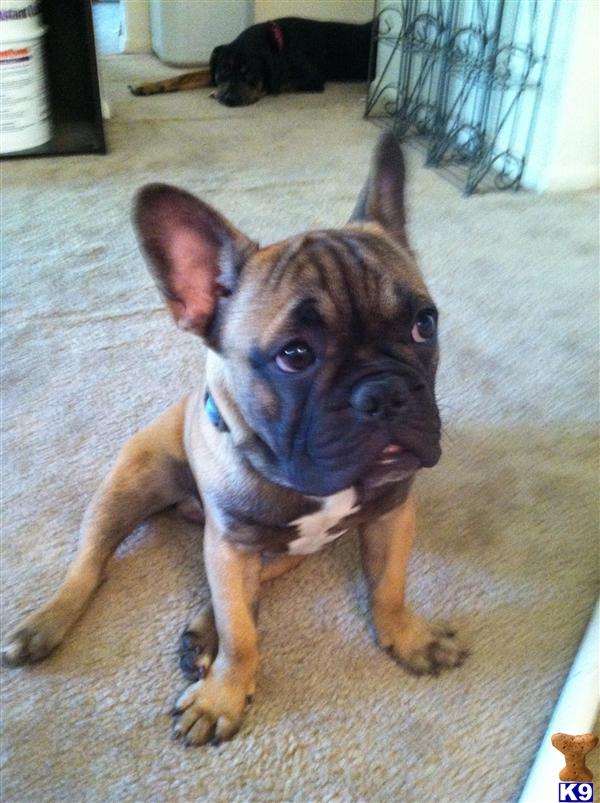 Stud Dogs - French Bulldog