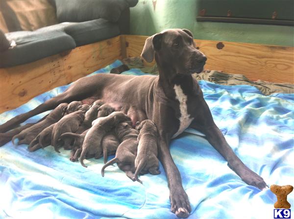 Puppies in FL