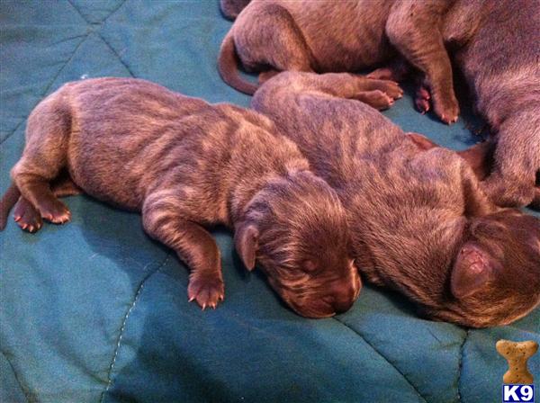 Puppies in FL