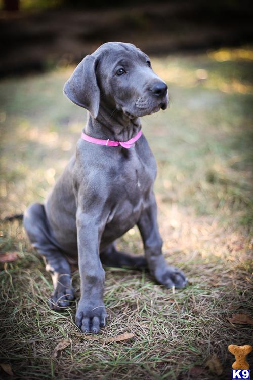 great dane puppies florida document moved great dane puppies florida document moved