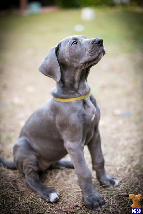 great dane puppies florida document moved great dane puppies florida document moved