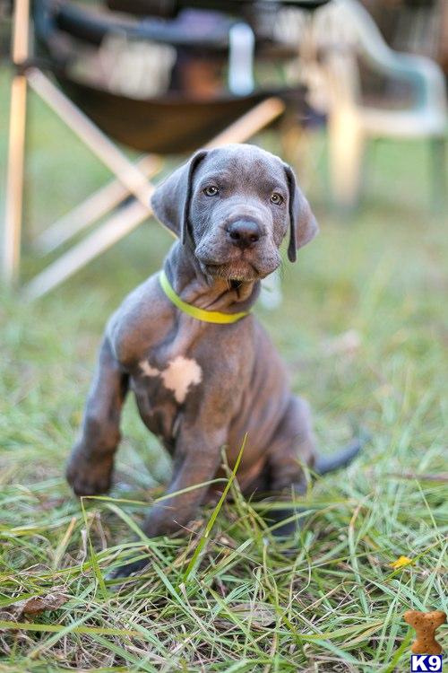 great dane puppies florida document moved great dane puppies florida document moved