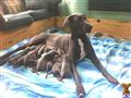 Great Dane