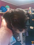 Miniature Schnauzer