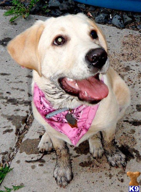Dogs for Sale in MN
