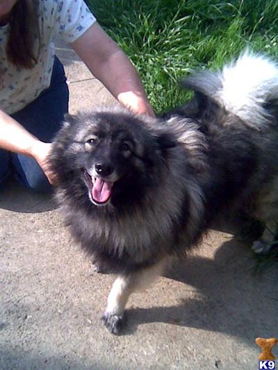 Keeshond Puppies for Sale
