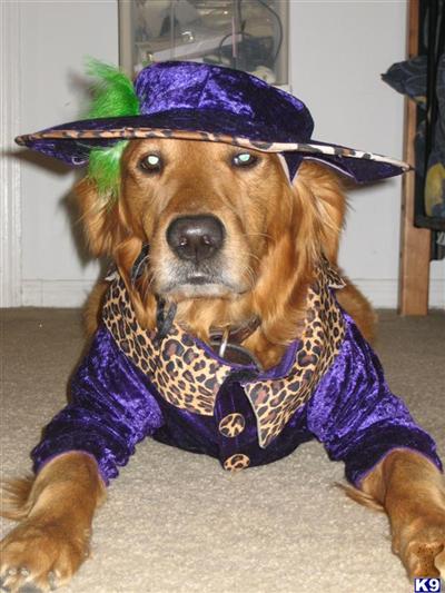 Stud Dogs - Golden Retriever