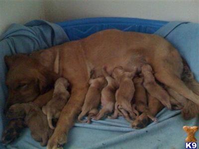 Golden Retriever Puppies in FL