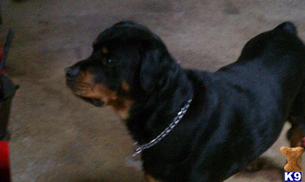 Stud Dogs - Rottweiler