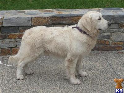 Stud Dogs - Golden Retriever