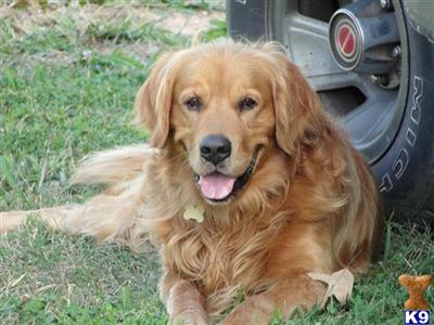 Stud Dogs - Golden Retriever