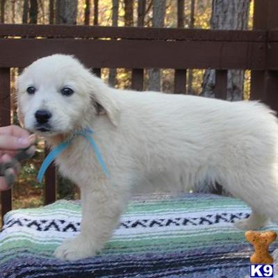 Golden Retriever Puppies for Sale