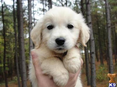 Puppies in VA