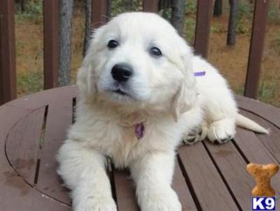Puppies in VA