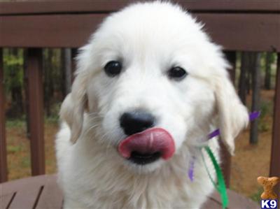 Puppies in VA